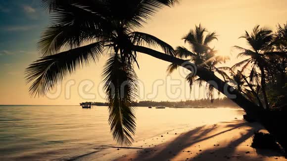 日出海景和热带岛屿海滩棕榈树多米尼加共和国视频的预览图