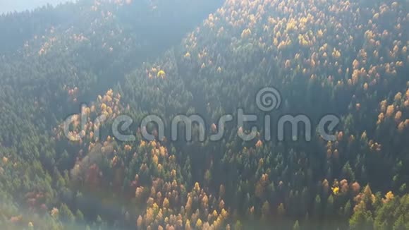 鸟瞰秋天松林山上有黄绿树视频的预览图