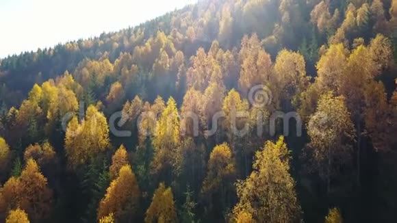 鸟瞰秋天松林山上有黄绿树视频的预览图