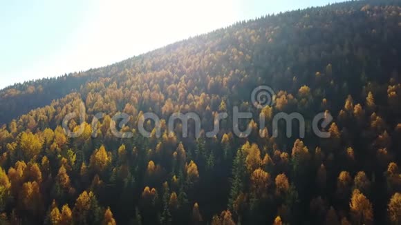 鸟瞰秋天松林山上有黄绿树视频的预览图