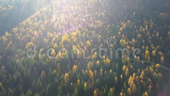 鸟瞰秋天松林山上有黄绿树视频的预览图