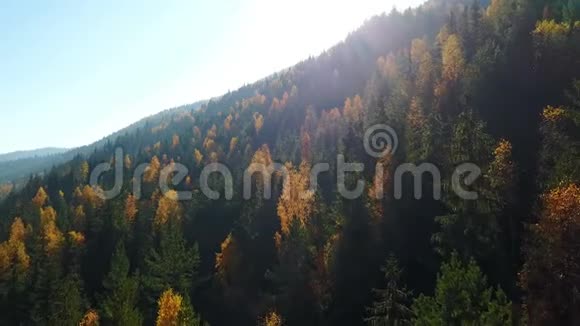 鸟瞰秋天松林山上有黄绿树视频的预览图