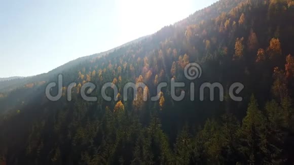 鸟瞰秋天松林山上有黄绿树视频的预览图