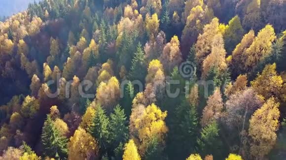 鸟瞰秋天松林山上有黄绿树视频的预览图