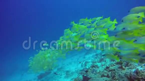 水下清澈海底背景的条纹黄鱼群视频的预览图