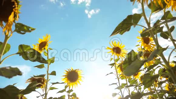 美丽的向日葵和眦野的黄花背景上的蓝天景观慢动作视频很多视频的预览图