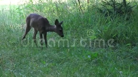 草地上的小鹿视频的预览图