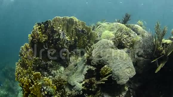 珊瑚礁视频的预览图