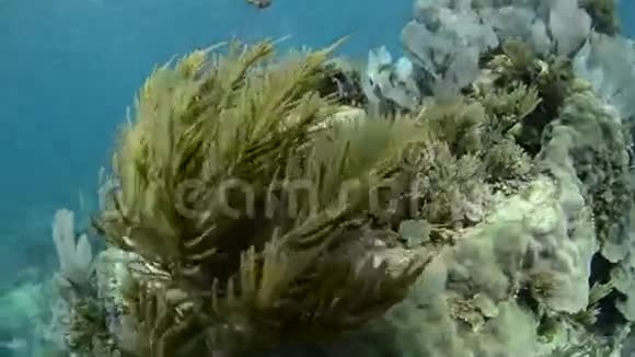 珊瑚礁视频的预览图