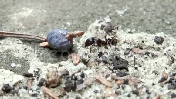 蚂蚁在花园里视频的预览图