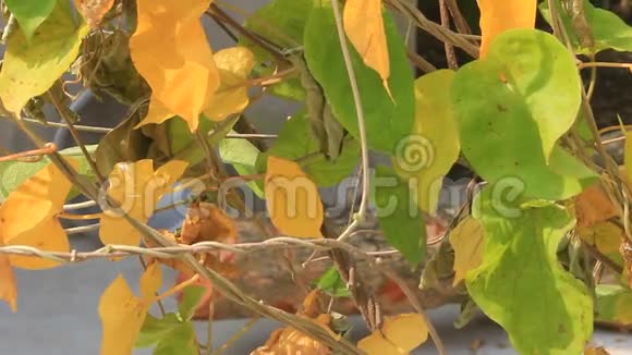 黄色的叶子视频的预览图