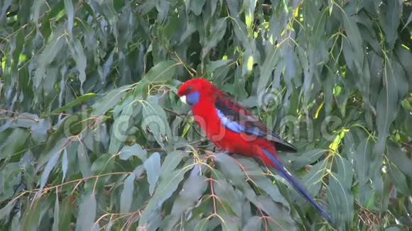 澳大利亚深红色的罗塞拉在树上视频的预览图