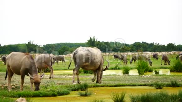 水牛的日常生活是游泳日光浴和吃草的农业或牲畜的概念视频的预览图