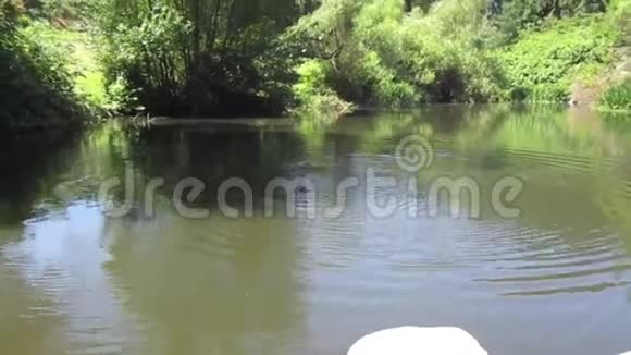 鸭子在池塘水中游泳视频的预览图