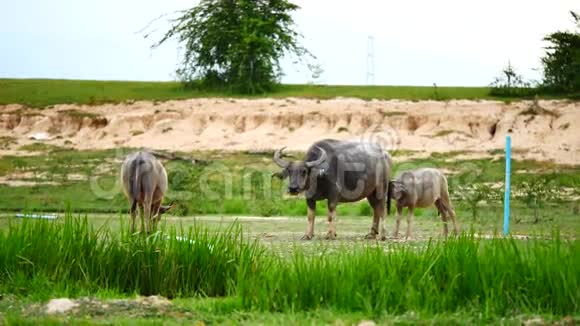 水牛的日常生活是游泳日光浴和吃草的农业或牲畜的概念视频的预览图