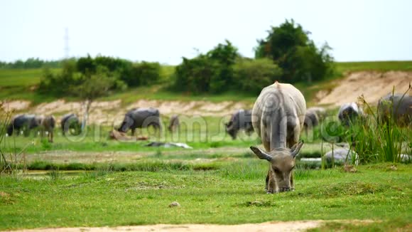 水牛每天的日常生活是游泳日光浴和吃草在农业或牲畜的概念视频的预览图