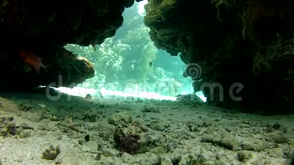 峡谷珊瑚和洞穴美丽的异国鱼类视频的预览图