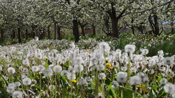 春天苹果园的蒲公英视频的预览图