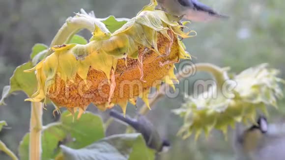 鸟啄葵花籽视频的预览图