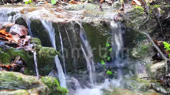 溪流穿过森林中的岩石视频的预览图