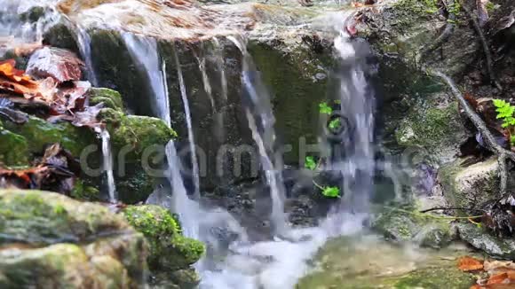 溪流穿过森林中的岩石视频的预览图