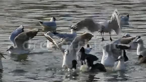 鸟类的行为视频的预览图
