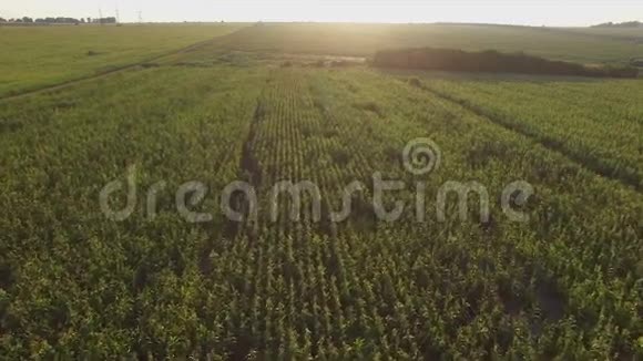 日落时分飞越玉米地视频的预览图