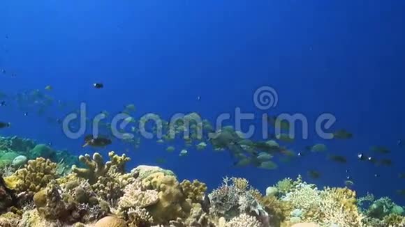 在珊瑚礁上的驼背鱼视频的预览图