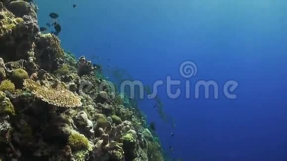 在珊瑚礁上的驼背鱼视频的预览图