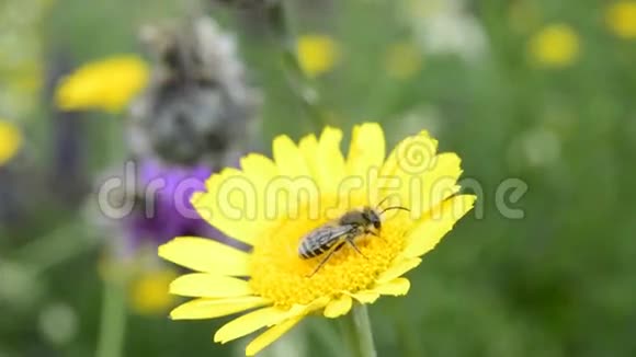 黄色花朵上的蜜蜂视频的预览图