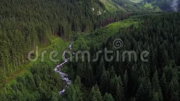 在山上飞过森林视频的预览图
