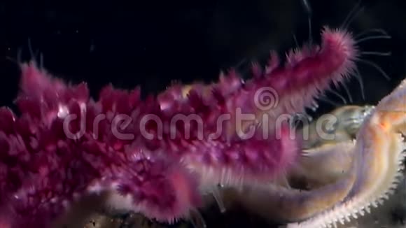 红海星靠近白海海底视频的预览图