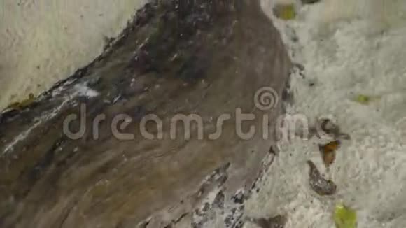 沙滩上的帝王蝴蝶视频的预览图