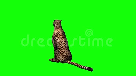 猎豹坐着环顾四周绿色屏幕视频的预览图