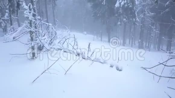 在雪山针叶林中飞过暴风雪不舒服的冬天天气视频的预览图
