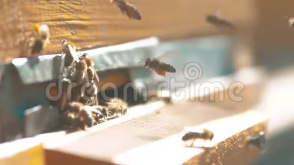 慢动作录像一群蜜蜂飞进蜂巢收集花粉生活方式蜂蜜养蜂概念视频的预览图