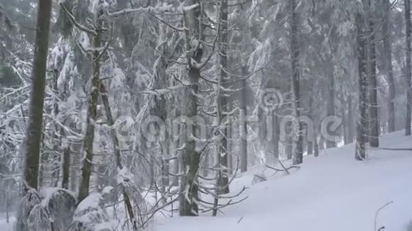 暴风雪在雪山针叶林不舒服不友好的冬季天气视频的预览图