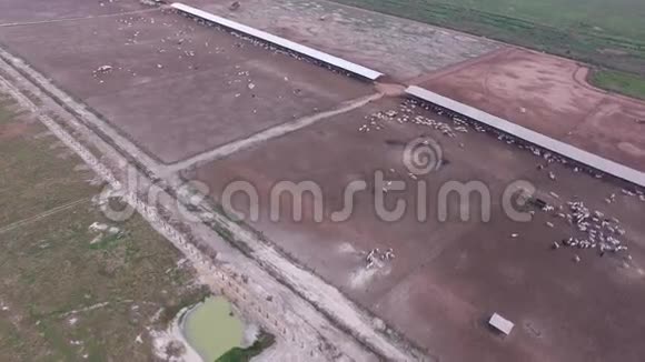 在巴西禁养的鸟瞰群牛群帕拉州视频的预览图