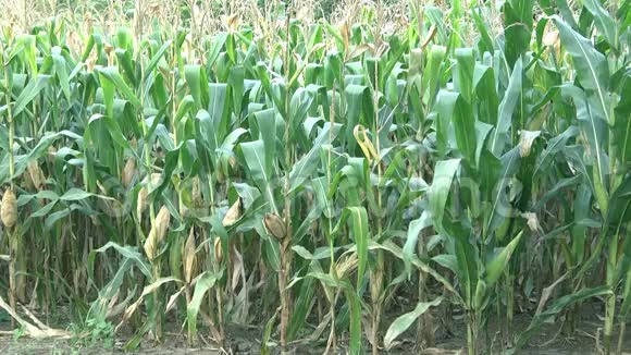 玉米田种植园视频的预览图