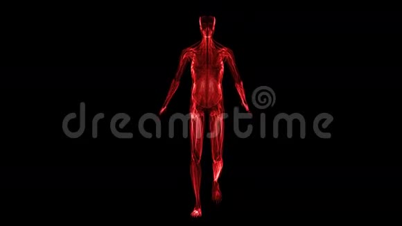 人体解剖肌肉视频的预览图