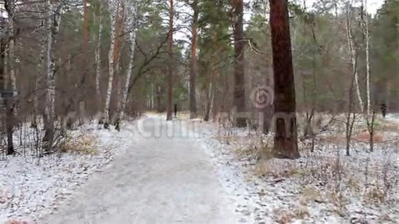 冬天的森林在雪地里视频的预览图