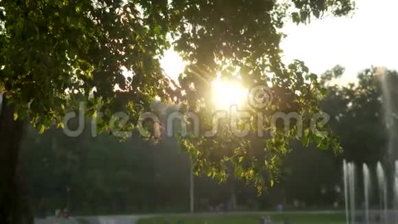 在日落时分的夏季公园视频的预览图