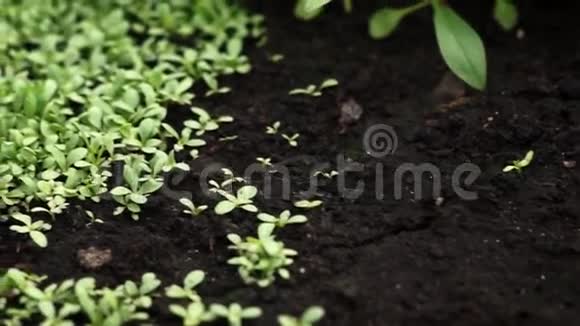 在温室里生长的微小植物视频的预览图