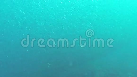 沙丁鱼的浅滩视频的预览图