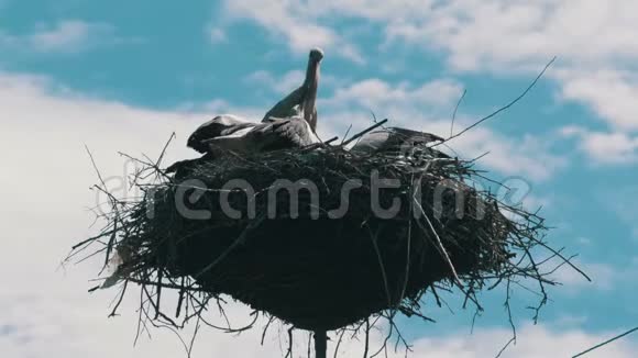 鹳鸟家族在其巢中的支柱视频的预览图
