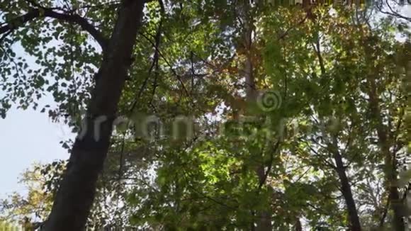 公园或森林里的晴天视频的预览图