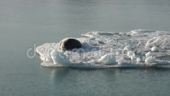 在北极的冰山上睡觉的豹海豹视频的预览图