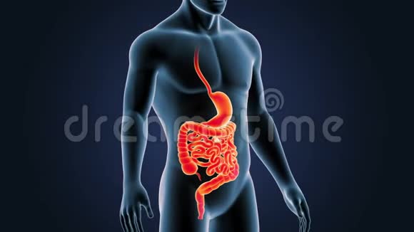胃和肠在体内的位置视频的预览图