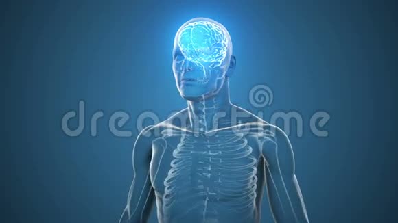 可见大脑和骨骼的旋转体视频的预览图