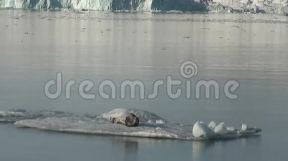 在北极的冰山上睡觉的豹海豹视频的预览图
